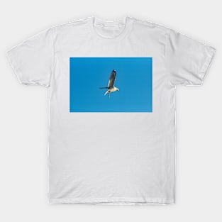 Hovering Larus Californicus 4 T-Shirt